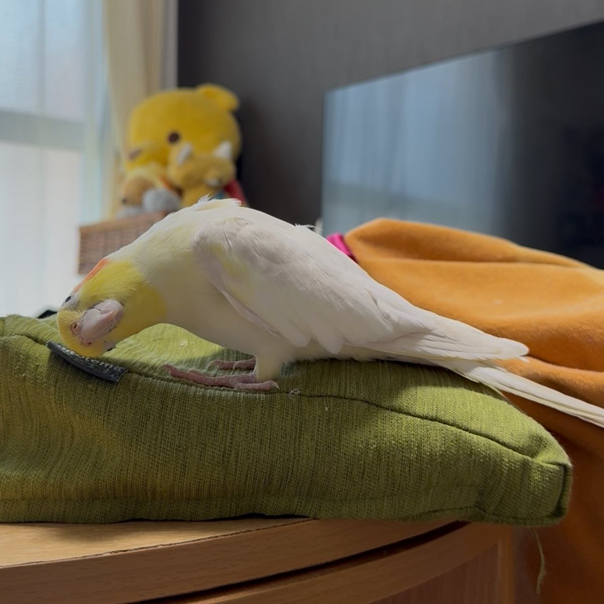 クッションのタグが好きすぎて好きすぎて
#オカメインコ #オカメインコのほほほい