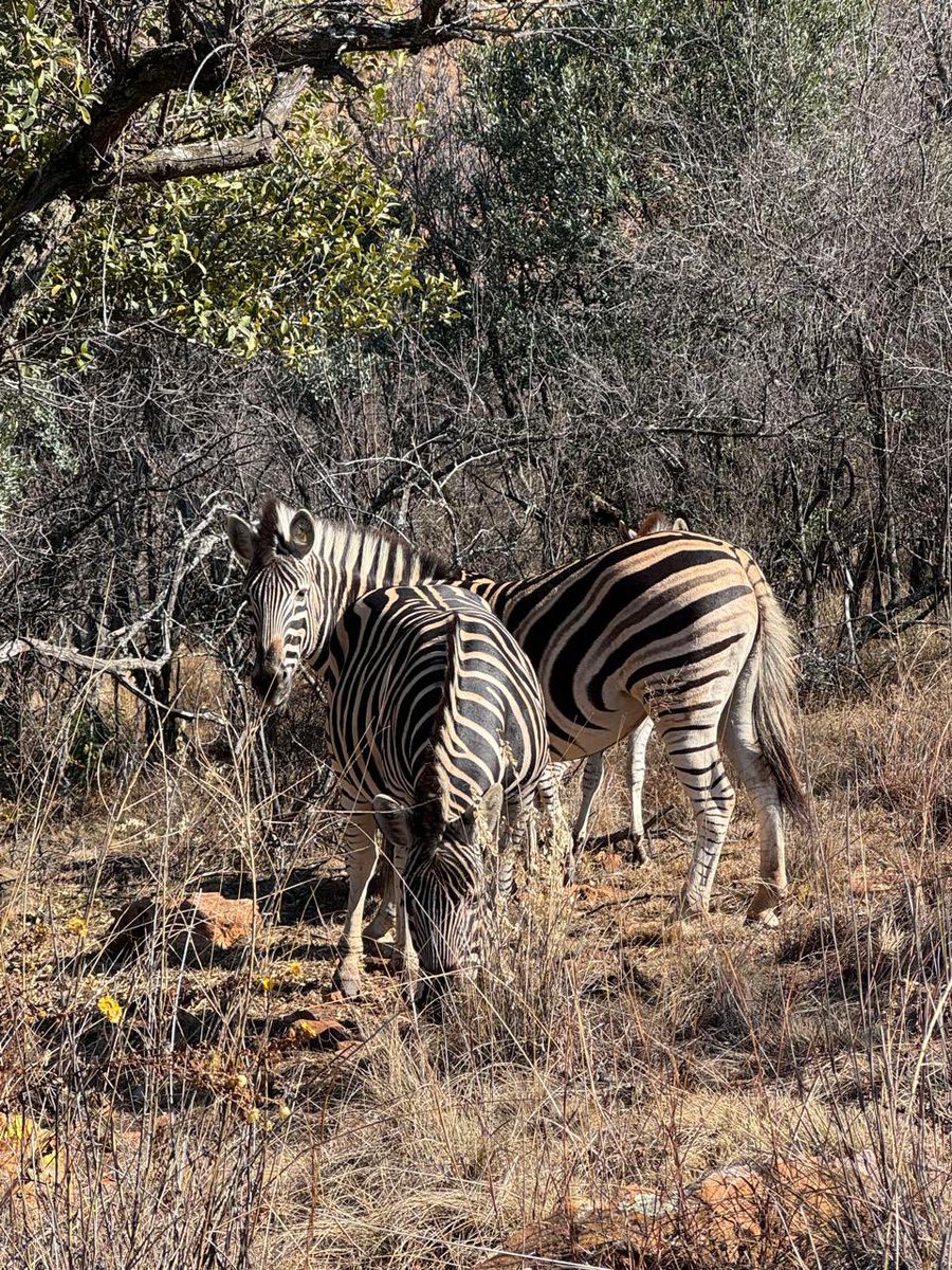 bs_kitkat's tweet image. Saw some zebra near our house + made a new friend that followed us back to the house :)