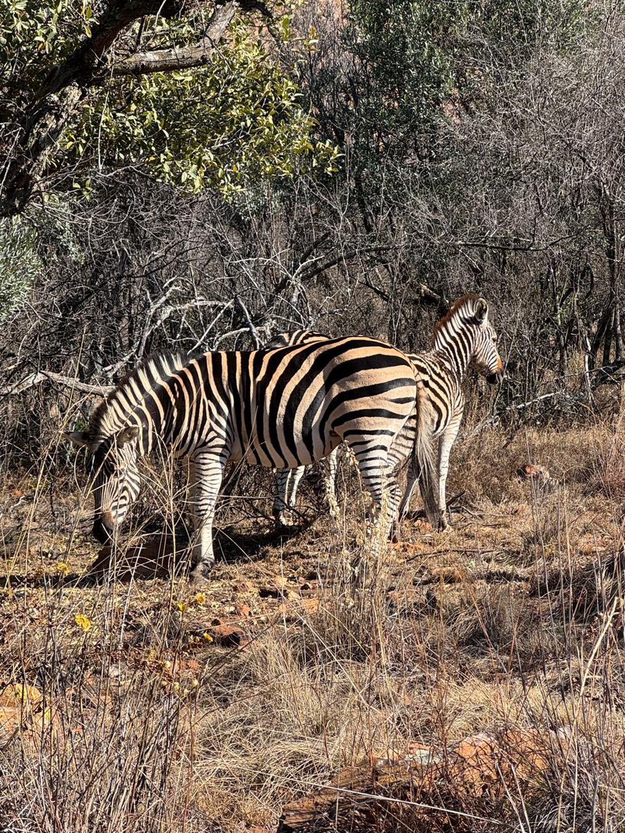 bs_kitkat's tweet image. Saw some zebra near our house + made a new friend that followed us back to the house :)