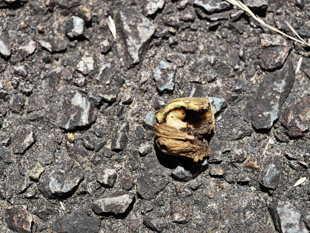 フェモラータオオモモブトハムシ（コガネハムシ）は亜熱帯〜熱帯アジア