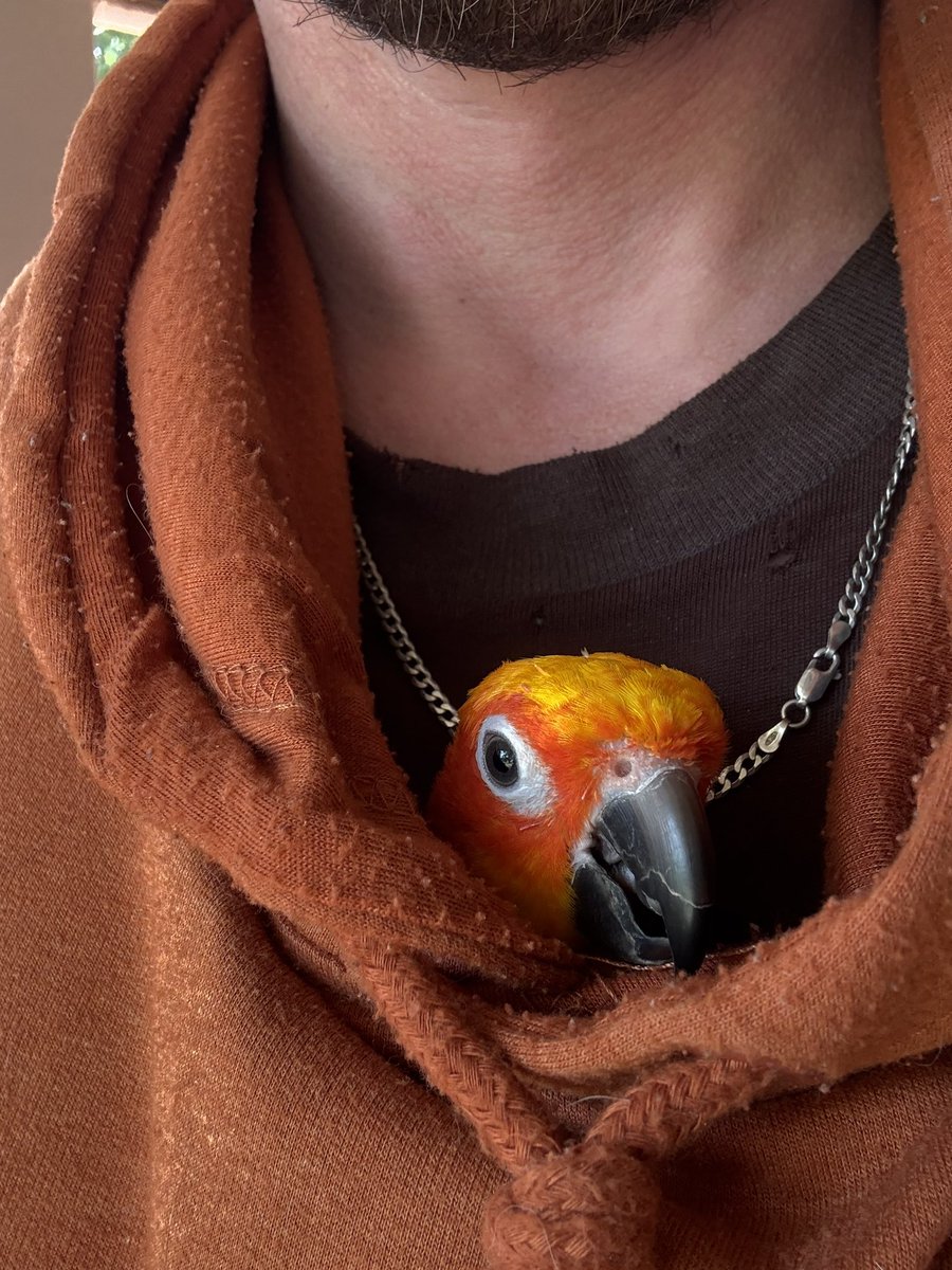 Babbie’s out here yelling at the world again 😂🦜 Bright orange, loud as ever, and totally unbothered. She really thinks she runs the place 💛💚🧡 Just checking in — hope everyone’s hanging in there.