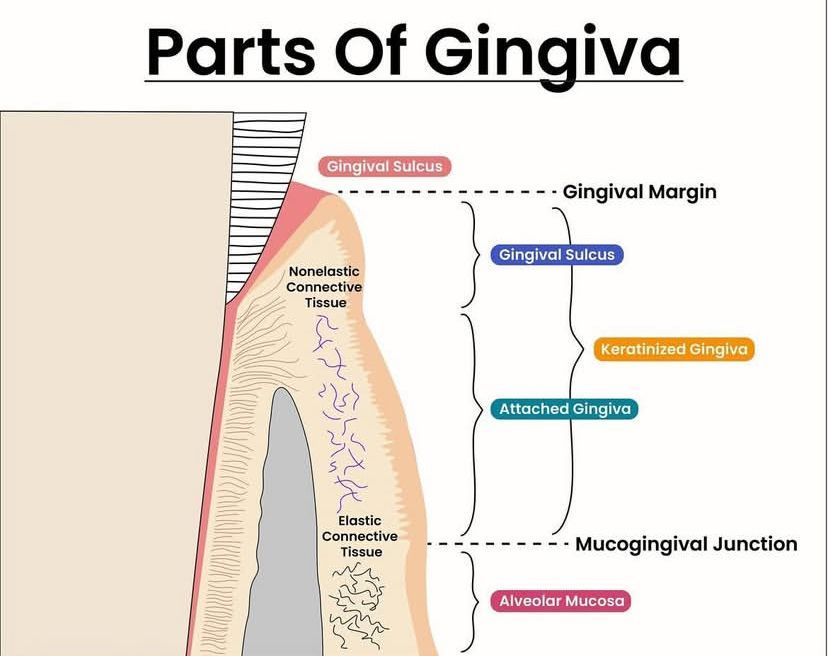 Dr.Doaa🧠🦷🇵🇸 tweet media