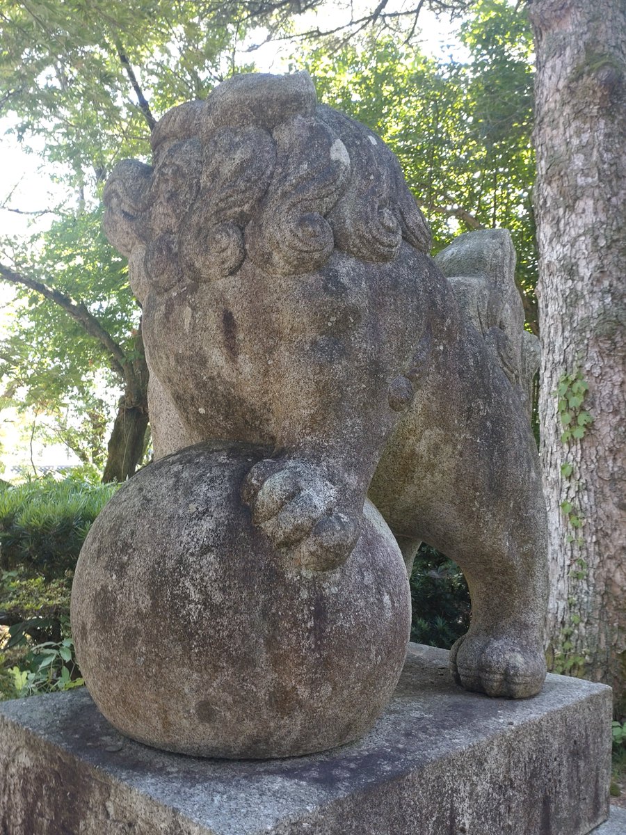 IWAMA_riki's tweet image. だいぶぽっちゃり犬