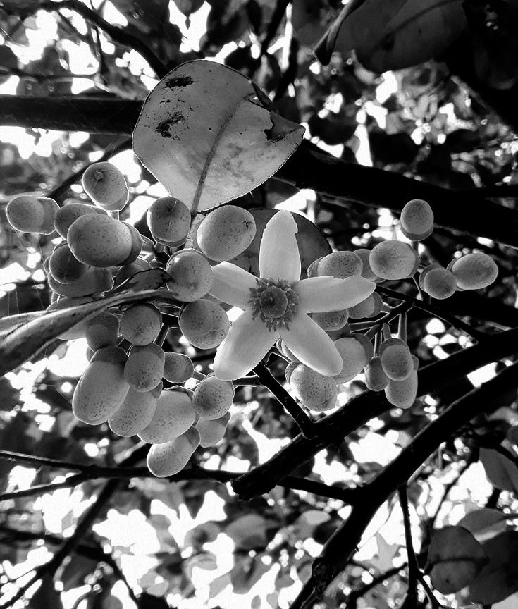 satinemirage's tweet photo. ㅤ

|   KYOTO, JULY 26TH 2025. 

Collected notes (and many kinds of plants) today. July heat, temple silence, paper soft with steam. Sometimes research feels like prayer. It’s in the slowness; the way the air settles, the plants speak, and the work stops being work at all.

ㅤ https://t.co/Obmm8Wc2Sc