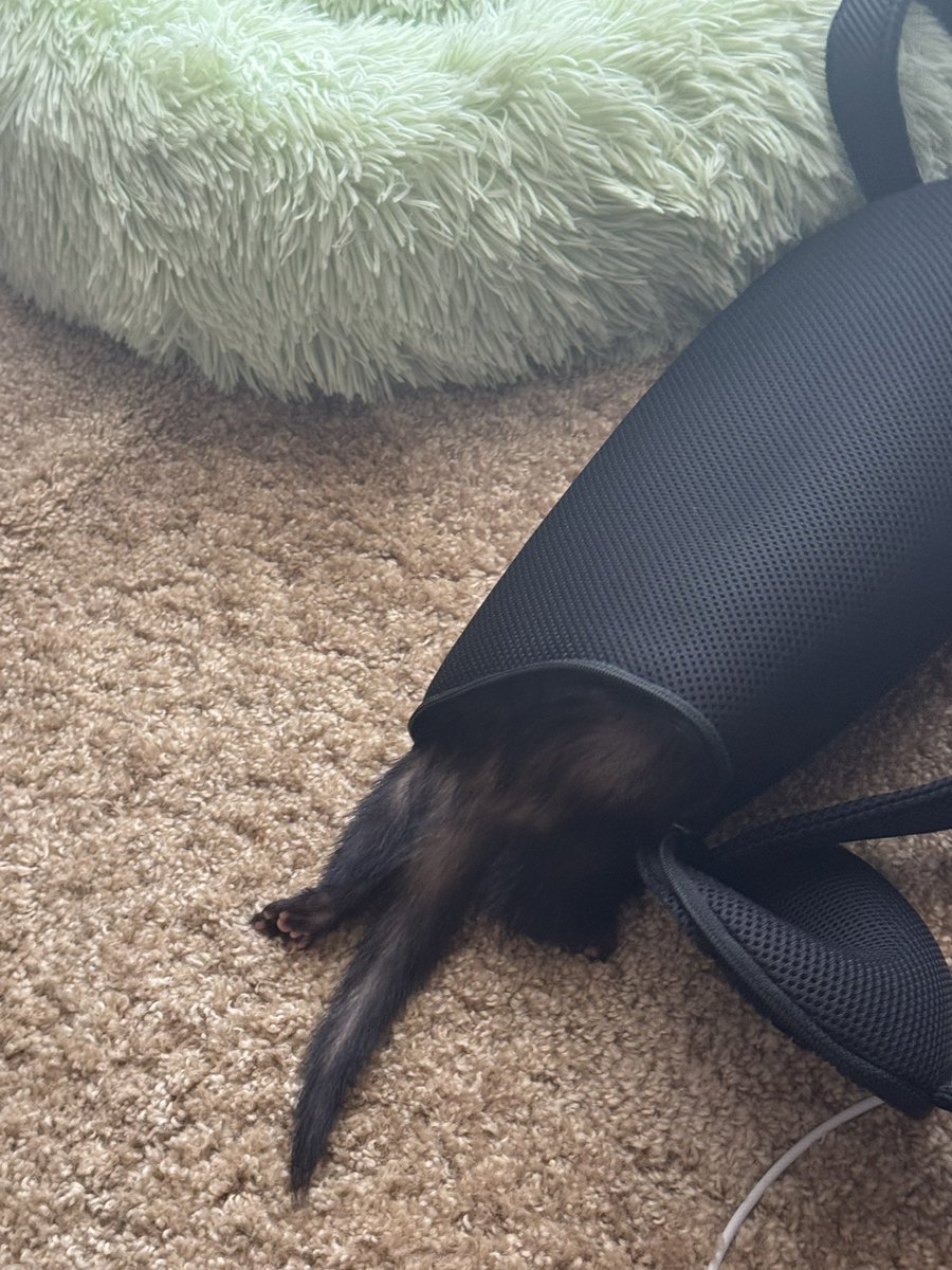 kqnS6UtCss8e4G6's tweet image. トラは新しい袋に執心中