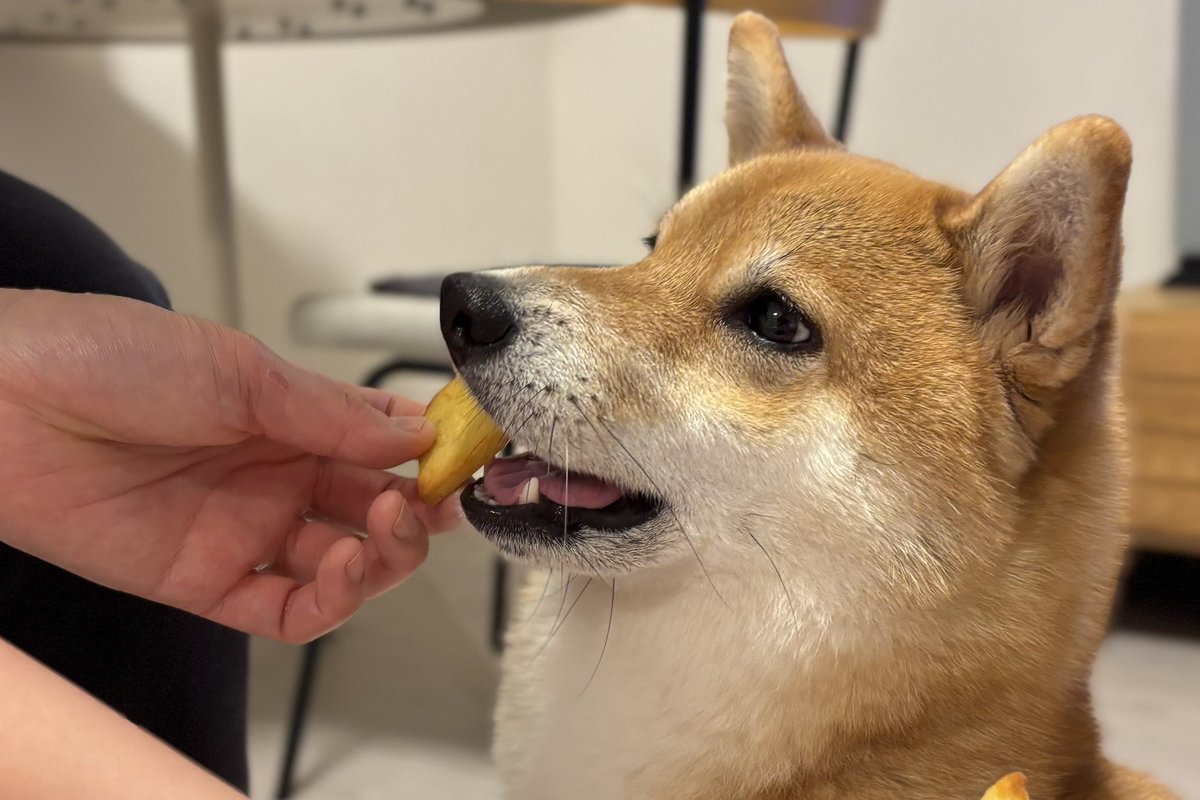 柴犬しばみ (@shibami_) / Posts / X