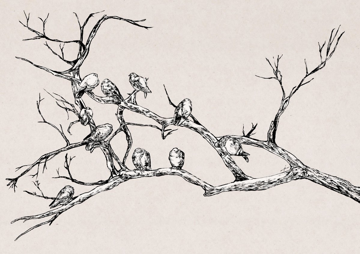 Caproptera999's tweet image. The rock dove on branch
#animalart