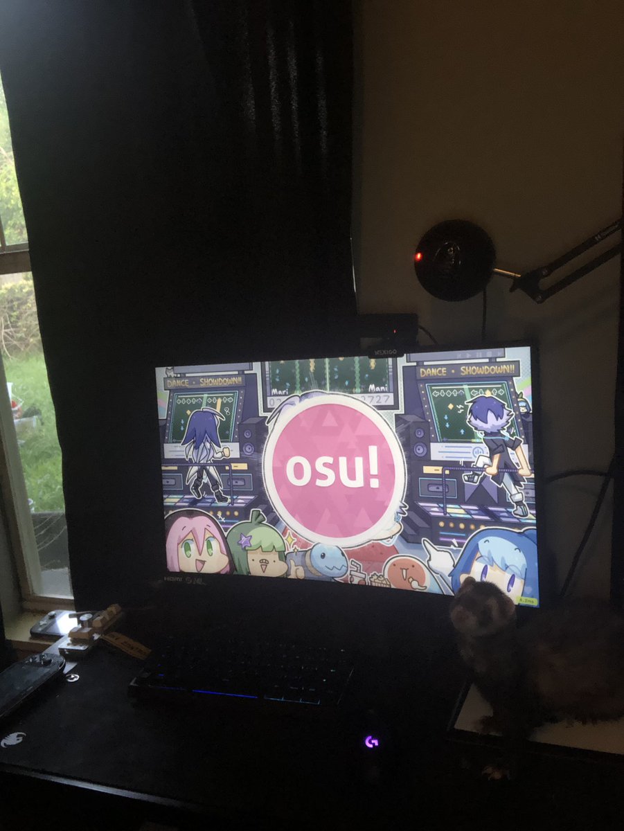 FerretPerHour's tweet image. 