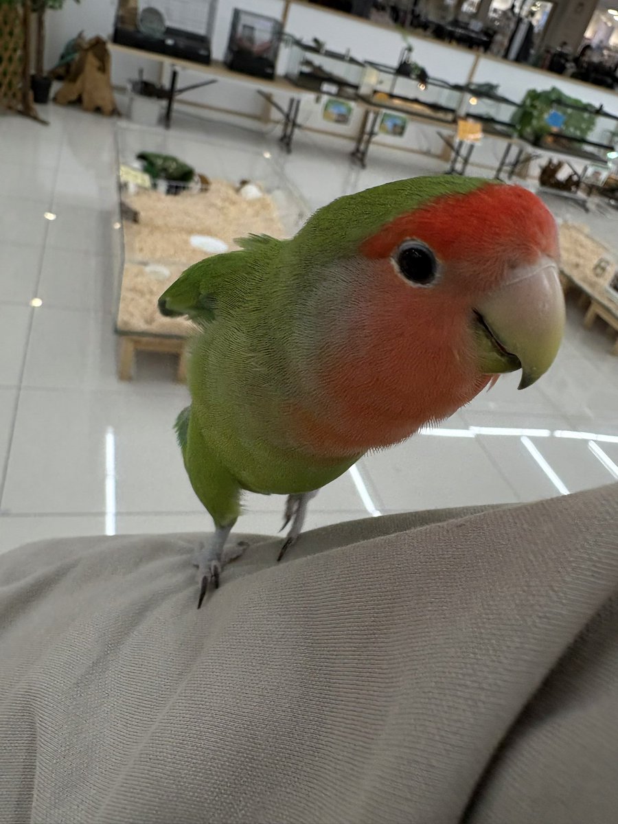 00707777c's tweet image. なんか馴れ馴れしい鳥いてウザかった
