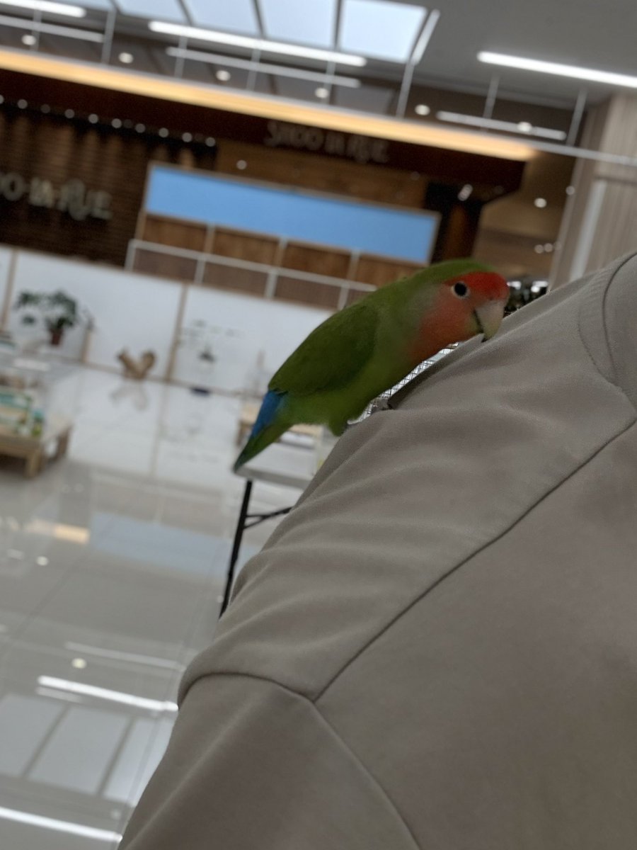 00707777c's tweet image. なんか馴れ馴れしい鳥いてウザかった