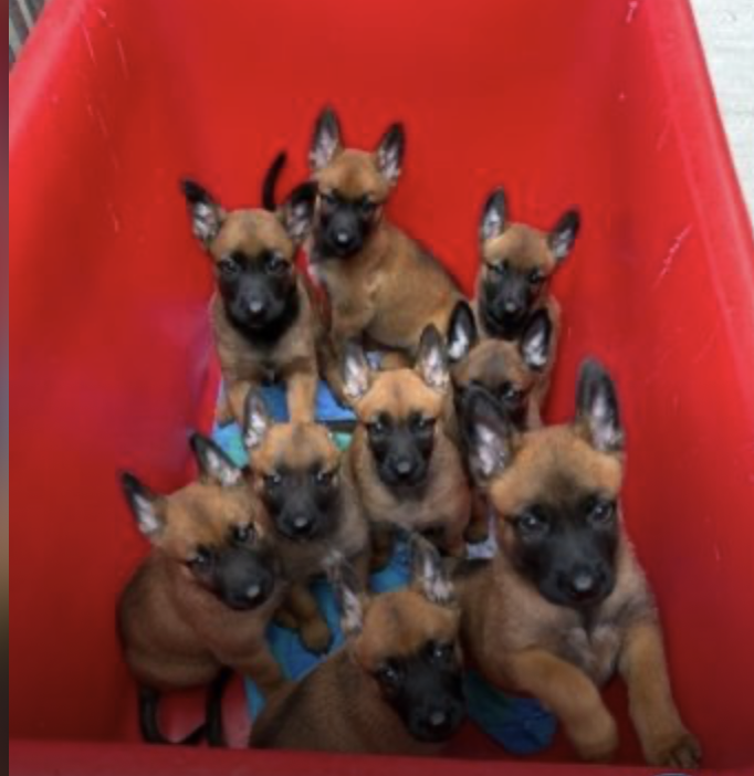 PoliceMutual's tweet image. Way too cute new recruits - meet the paw-some new pups at West Midlands Police
orlo.uk/rvkAS