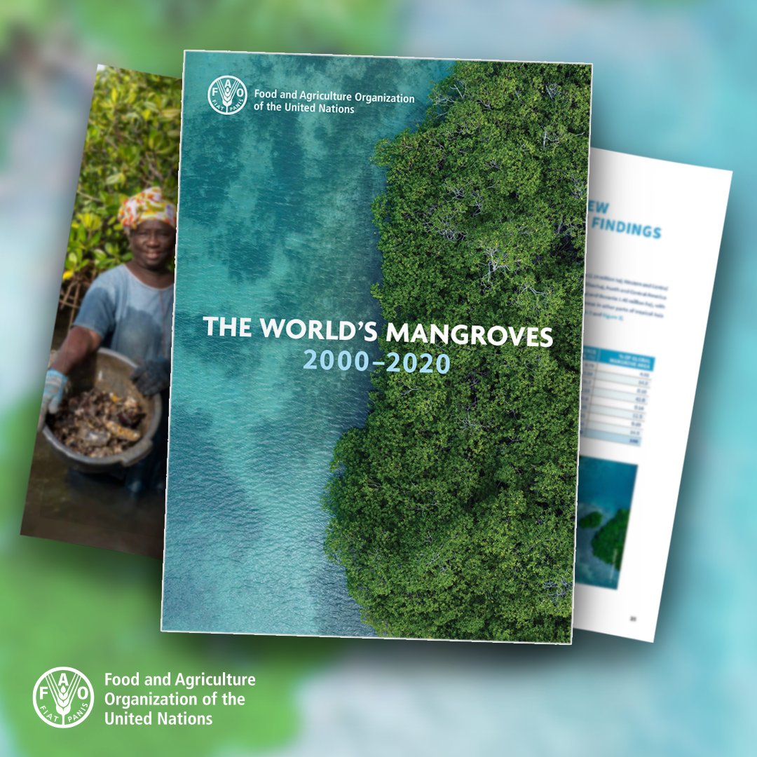 FAOForestry's tweet image. Download and read a @FAO report on the state of the World’s Mangroves, 2000-2020.
📎bit.ly/3q4zBas
#FRA2020 #GFRA #MangroveDay