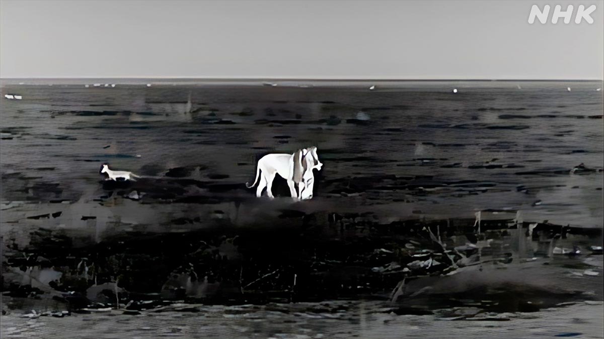 nhk_darwin's tweet image. 真夜中のライオンを追いかけるための
秘密兵器「サーマルスコープ」✨✨
温度を感知し、暗闇でも撮影ができるんです!
🟧⏰27日 日曜夜7時30分~🟧
『ライオン王者への道⑤ 絶体絶命!ピンチを乗り越えろ!』
nhk.jp/darwin/