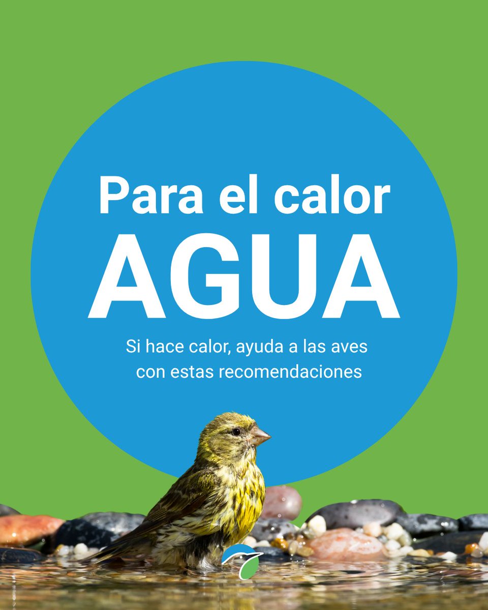 SEO_BirdLife's tweet image. 🐦 ¡Tú también puedes ayudarles!
Con el verano y el calor, las aves necesitan agua y en ocasiones es muy complicado.
⛲Sigue estos consejos que puedes aplicar fácilmente desde casa y aporta tu granito de arena. Cualquier recipiente es válido, pero en el caso de uno de loza, te…