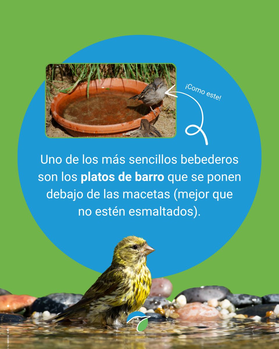 SEO_BirdLife's tweet image. 🐦 ¡Tú también puedes ayudarles!
Con el verano y el calor, las aves necesitan agua y en ocasiones es muy complicado.
⛲Sigue estos consejos que puedes aplicar fácilmente desde casa y aporta tu granito de arena. Cualquier recipiente es válido, pero en el caso de uno de loza, te…
