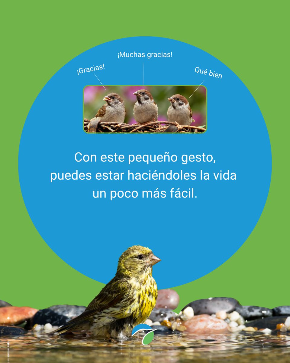 SEO_BirdLife's tweet image. 🐦 ¡Tú también puedes ayudarles!
Con el verano y el calor, las aves necesitan agua y en ocasiones es muy complicado.
⛲Sigue estos consejos que puedes aplicar fácilmente desde casa y aporta tu granito de arena. Cualquier recipiente es válido, pero en el caso de uno de loza, te…