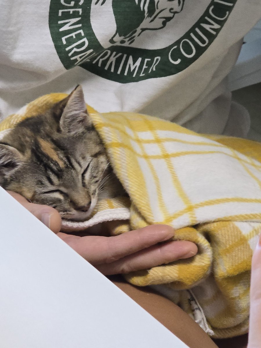 _imbo___'s tweet image. 한손에 들어오는 잠자는 아기 공주
곤히 입양신청 링크⬇️
nabiya.org/adopt
🐱 곤히/여/2025년5월11일생(추정)
🐱 2차 접종/구충완료
#나비야사랑해_곤히 #가족찾는_곤히 #서울경기인천