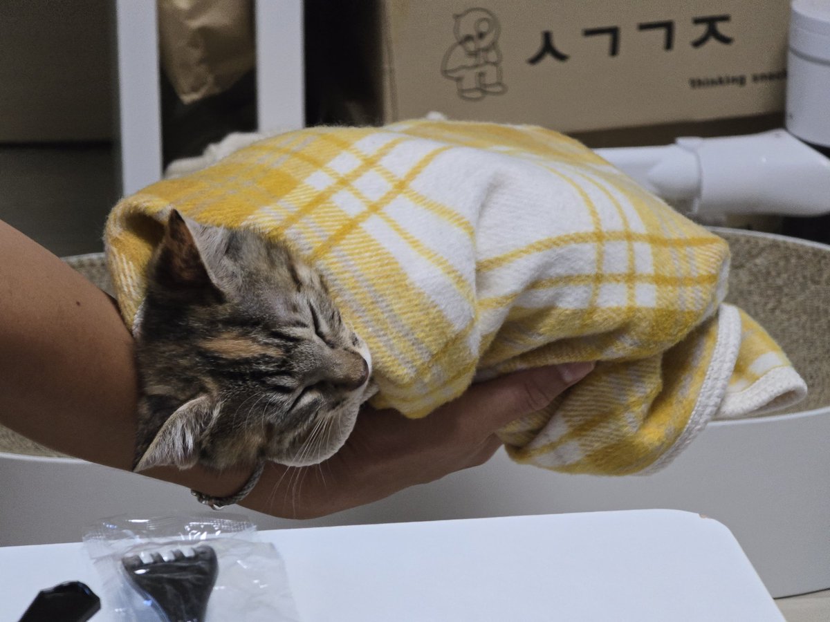 _imbo___'s tweet image. 한손에 들어오는 잠자는 아기 공주
곤히 입양신청 링크⬇️
nabiya.org/adopt
🐱 곤히/여/2025년5월11일생(추정)
🐱 2차 접종/구충완료
#나비야사랑해_곤히 #가족찾는_곤히 #서울경기인천