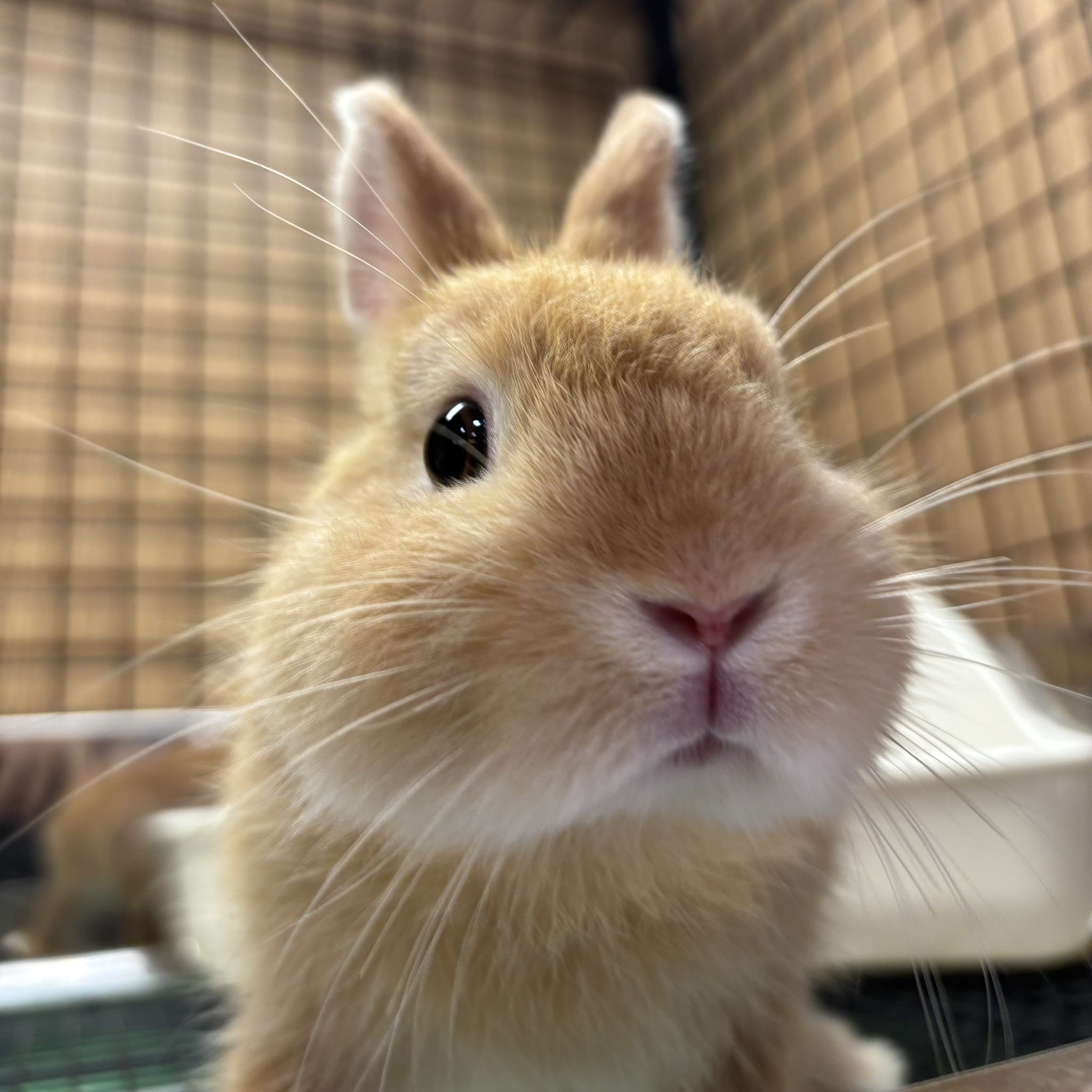 うさぎ うさぎのしっぽ / うさぎ紹介 ネザーランドドワーフ