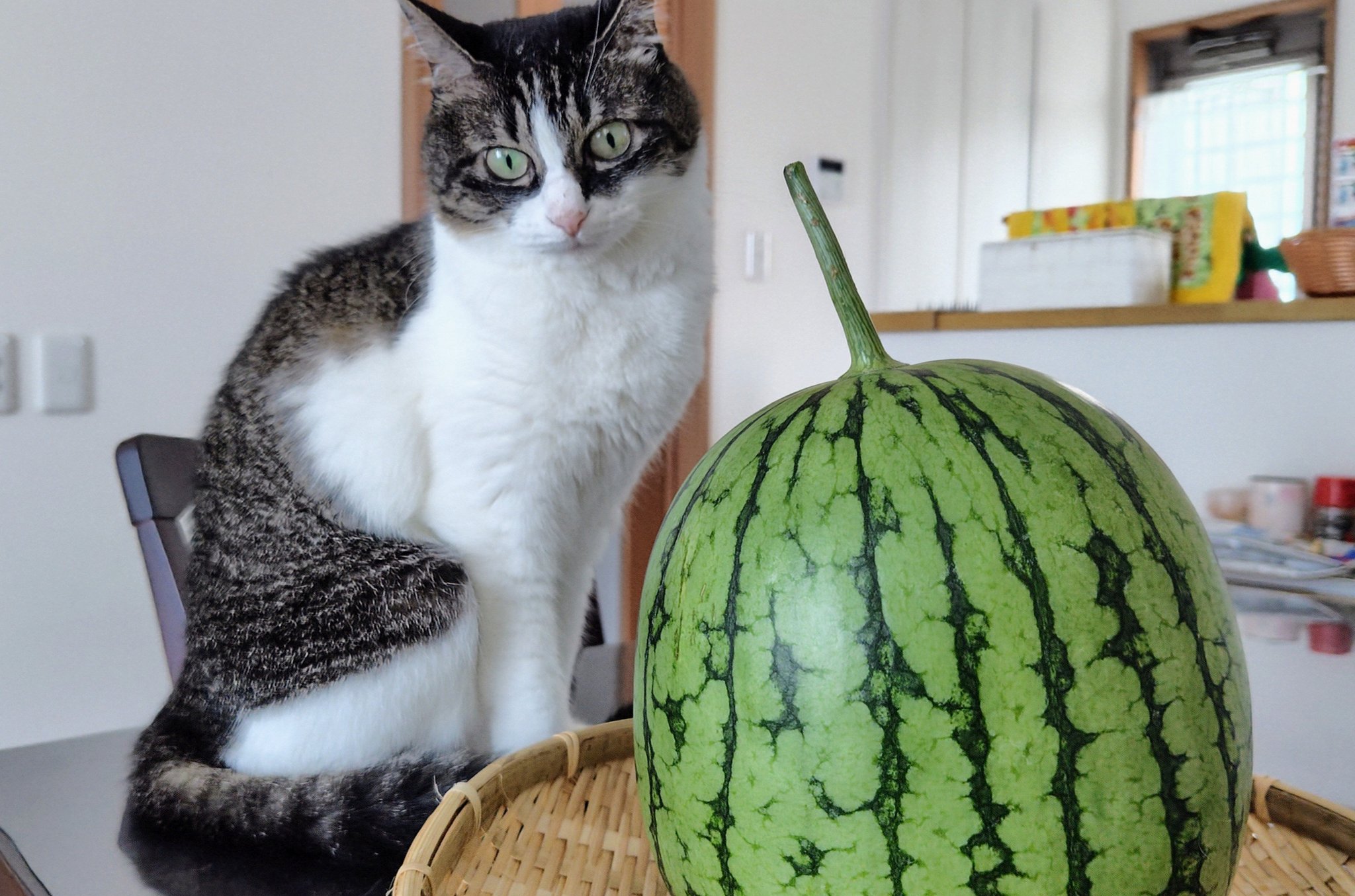 ❤️専用❤️多肉植物❤️スイカ三毛猫ちゃん❤️ 三毛猫 on X: 
