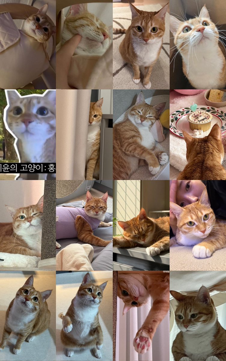 hellobungz's tweet image. 김홍시🤏🏻🐱