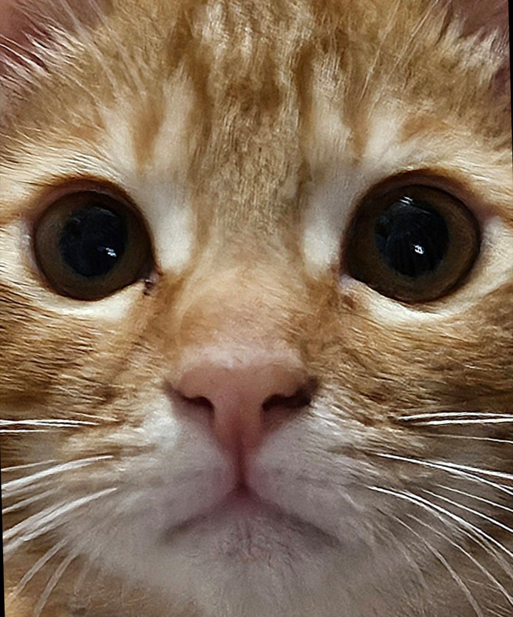 kft_qt's tweet image. みにゃさま
こんばんにゃฅ^•ω•^ฅ

ぐり です
あのね！
ぐりが マロン🌰と
同じころ だよฅ^•ω•^ฅ
#土アップ祭 

素敵な(୨୧ ❛ᴗ❛)✧
週末を 過ごしてニャン😺🥰
