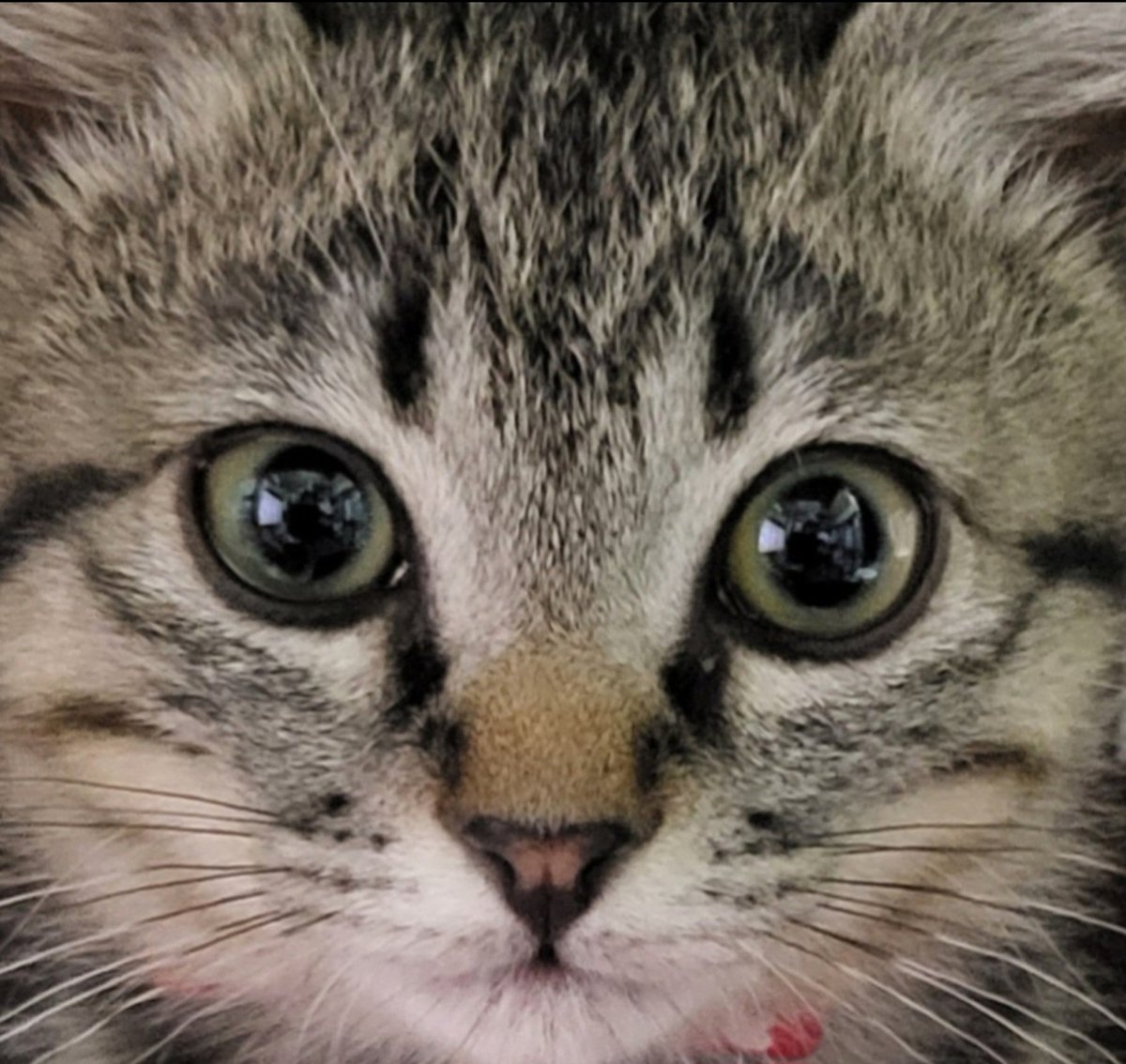 kft_qt's tweet image. みにゃさま
こんばんにゃฅ^•ω•^ฅ

ぐり です
あのね！
ぐりが マロン🌰と
同じころ だよฅ^•ω•^ฅ
#土アップ祭 

素敵な(୨୧ ❛ᴗ❛)✧
週末を 過ごしてニャン😺🥰