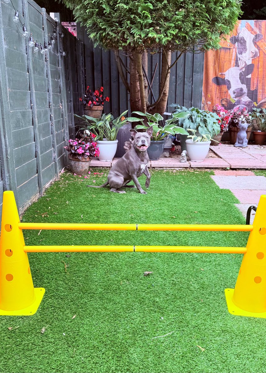 IsaMary2021's tweet photo. Are you ready for me?? ๐ฉท๐ฉท #IsaMary #SuperDog #DogAgility https://t.co/sB56e6pE8P