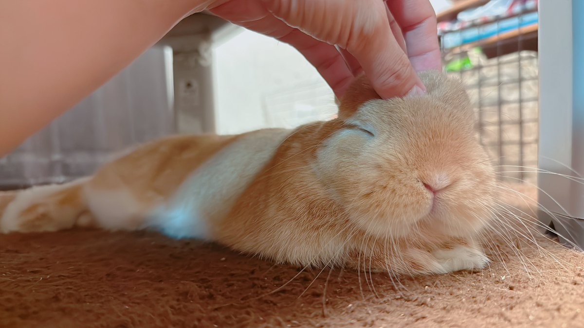 hono_HoNo04's tweet image. ←飼い主なでて！！！😠

→あ〜〜〜🥰