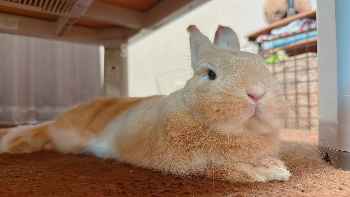 hono_HoNo04's tweet image. ←飼い主なでて！！！😠

→あ〜〜〜🥰