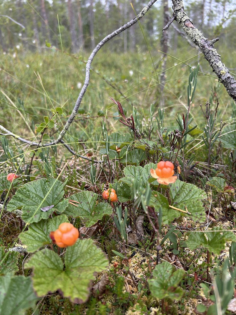 Suon kultaa. 🧡#pohjoispohjanmaa #hilla