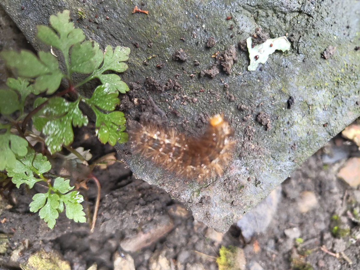 Pulling up poppy plants that have gone to seed and disturbed this. The picture for Google lens was much clearer but then it wasn't waving its head around. Think it's a Buff ermine due to the twin row of cream spots.