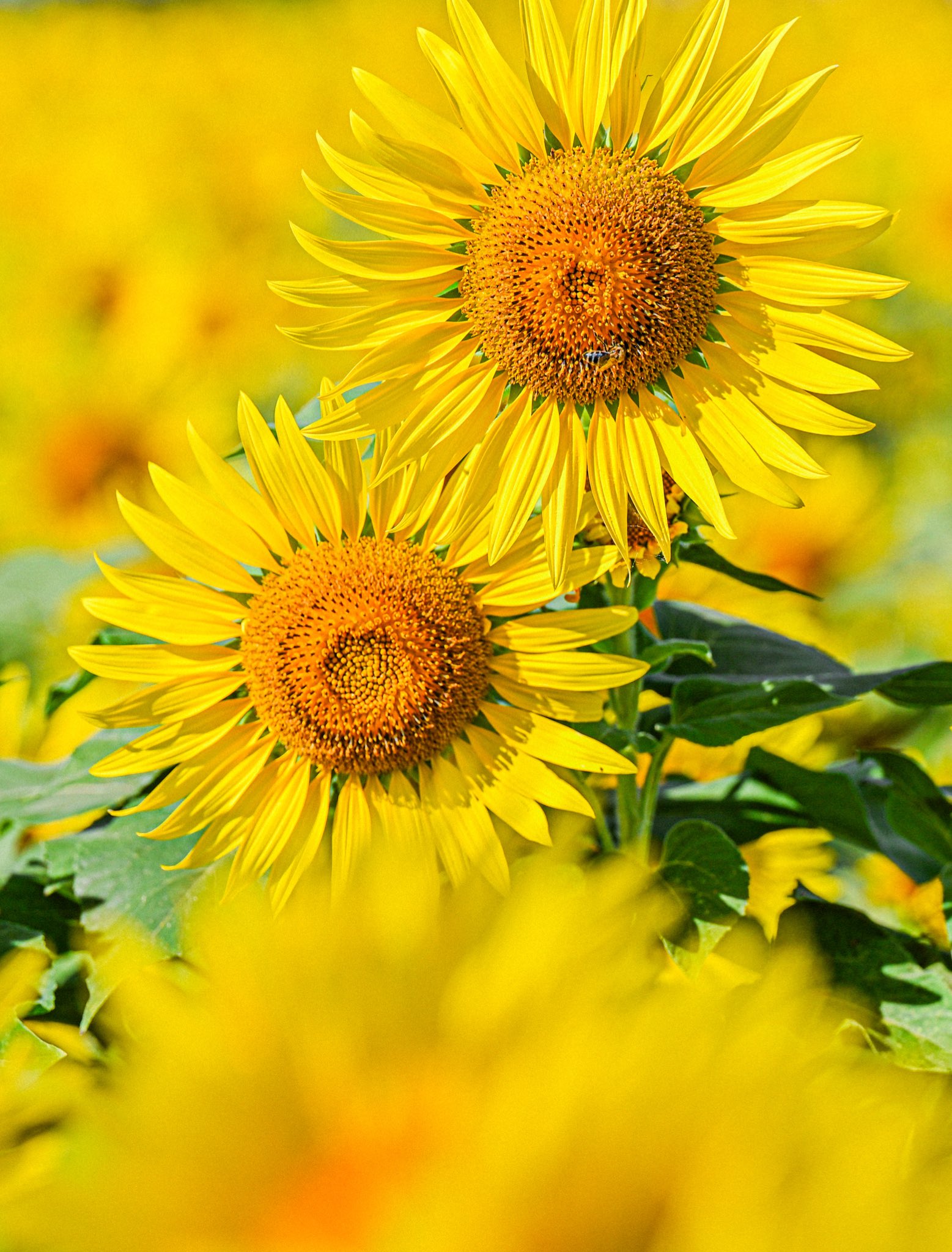 ひまわり◡̈♥︎ 🌻 Sunflowers 🌻 HIMAWARI MID GARDEN 🌻🌻🌻⟡.· ໒꒰ྀི∩˃ ᵕ