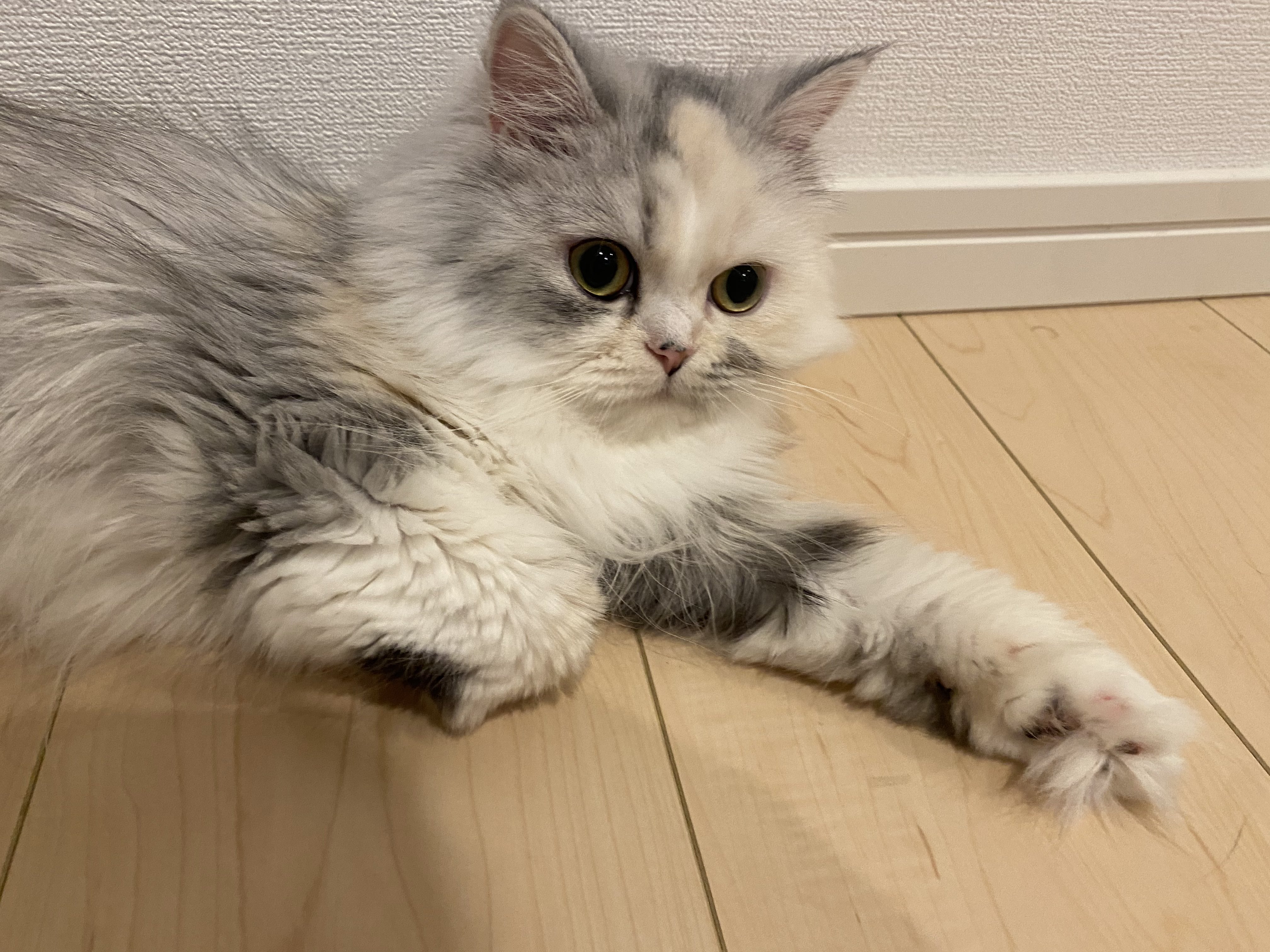 ーーーー　NANA猫⿴nananeko666  ーーーー 猫ちゃんを飼われてる方、 様々な事情で猫を飼われていない方