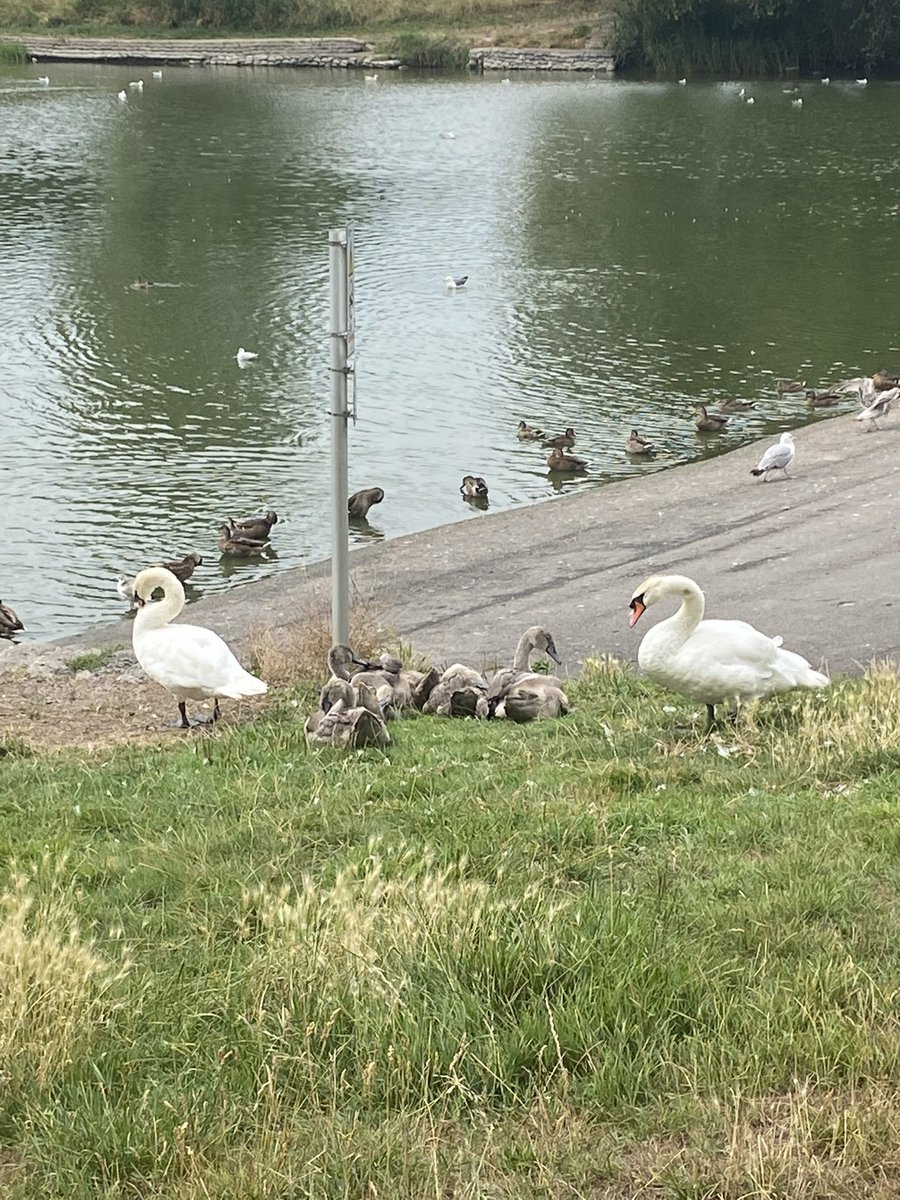 Rich (@richmcurtis) on Twitter photo There was nothing ugly about these “Ducklings” at the park today. I know that our friend <a href="/ChristineBore/">Christine Bore 💙</a> would have loved them. #RememberChristine There was nothing ugly about these “Ducklings” at the park today. I know that our friend <a href="/ChristineBore/">Christine Bore 💙</a> would have loved them. #RememberChristine