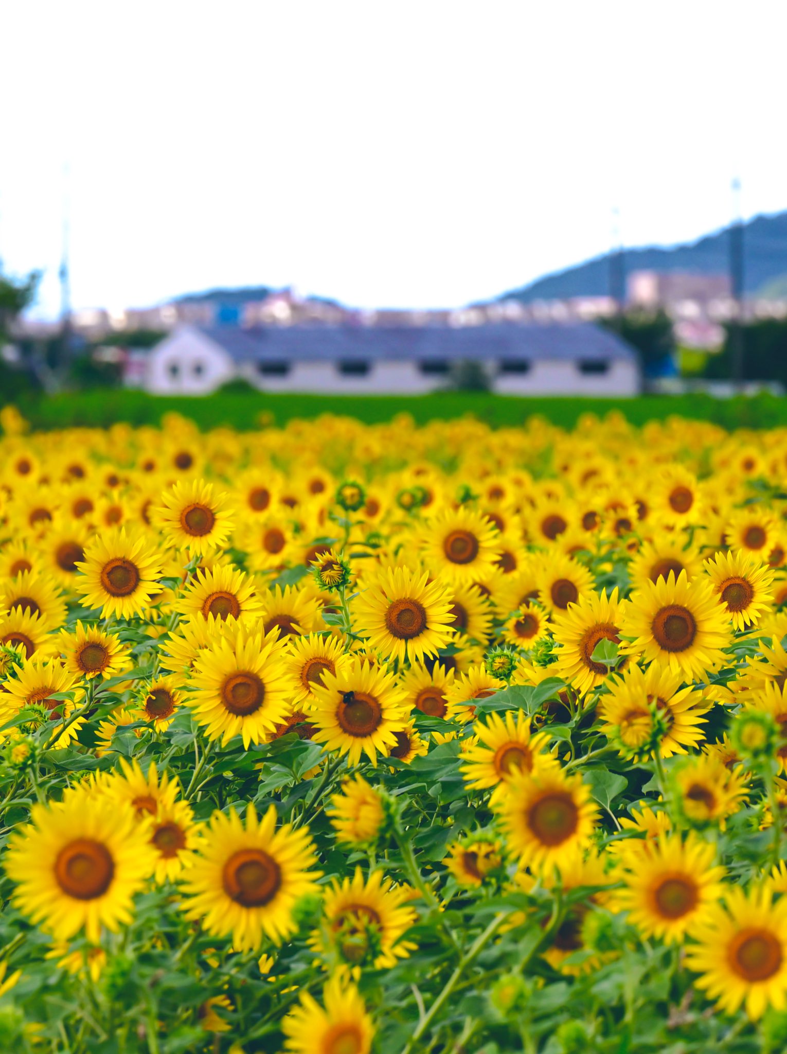 ひまわり◡̈♥︎ ぐらちゃん on X: 