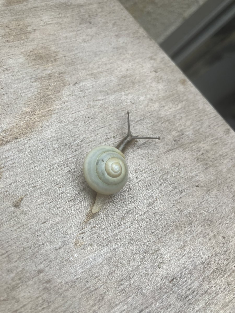 今日はオキナワヤマタカマイマイかシラユキヤマタカマイマイどちらかの種類のカタツムリに出会いました🐌
だんだん数が少なくなってきています...