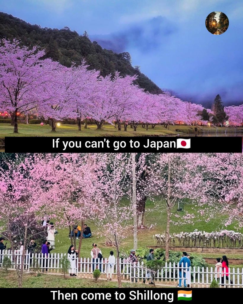 Why Japan , when you have Shillong.