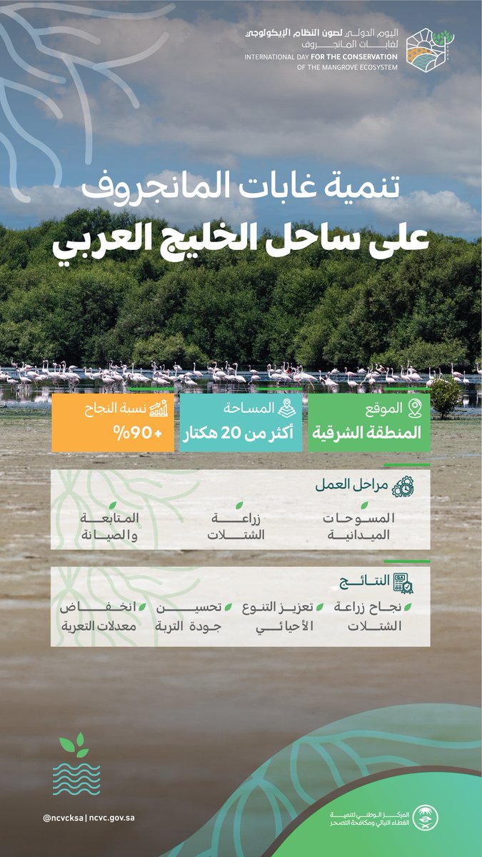ncvcksa's tweet image. تنمية غابات المانجروف في المنطقة الشرقية.. #مشروع_أخضر يُسهم في تعزيز الغطاء النباتي وتحقيق الاستدامة البيئية.