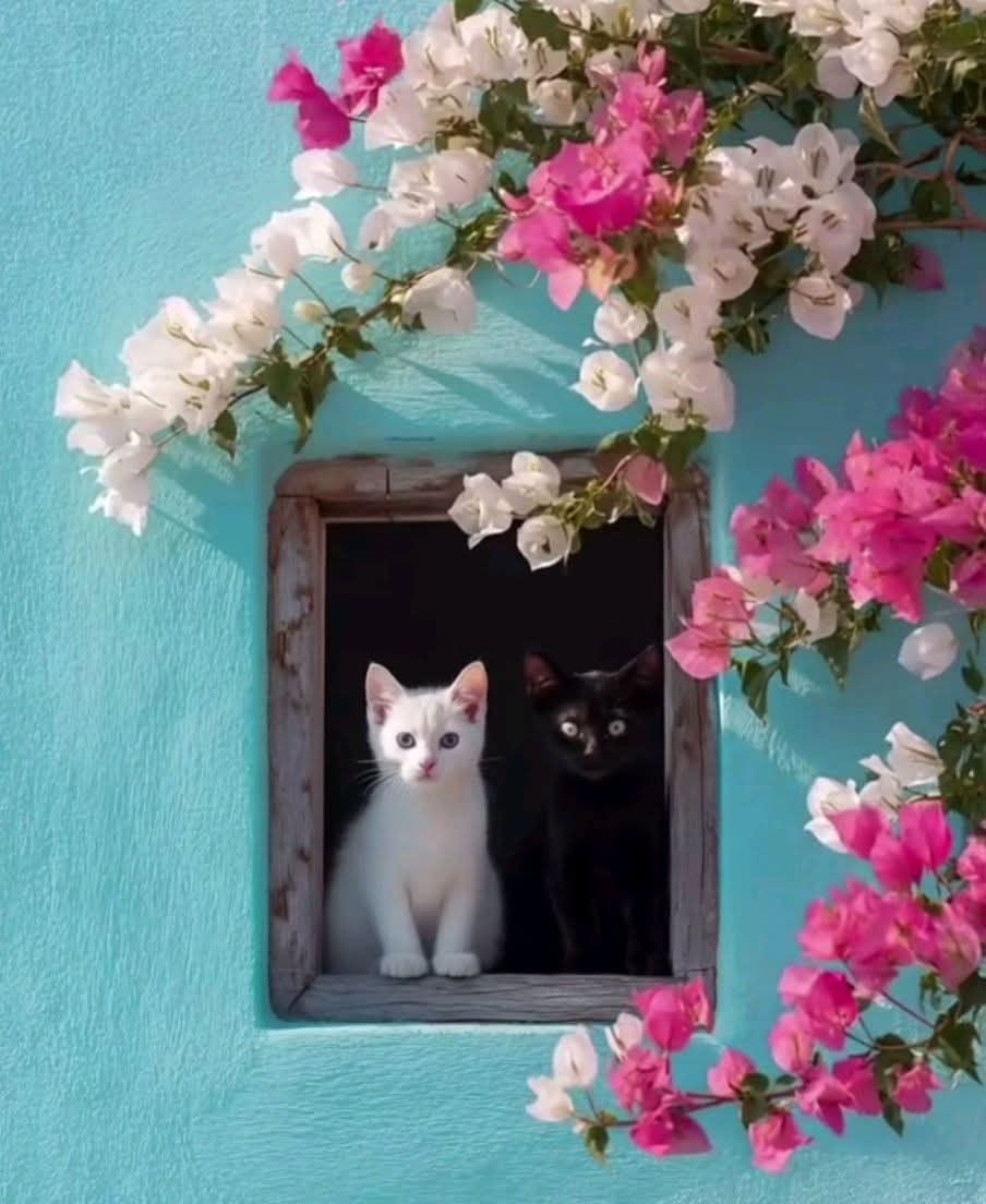 GorselSl's tweet image. it&apos;s a beautiful day today🩷🤍🐈‍⬛🐈