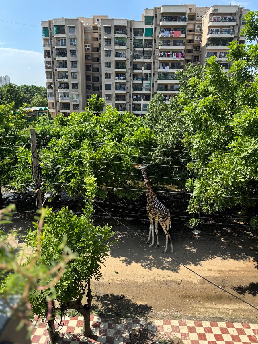 Gurgaon is breathing again