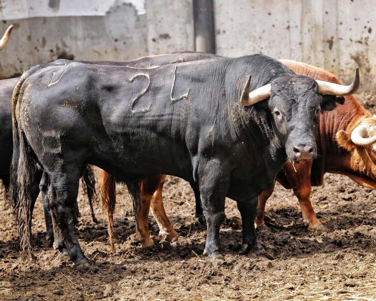 Orden de lidia y lote Domingo Hernández para <a href="/RocaRey/">Andrés Roca Rey</a> esta tarde en Santander. Cuatreña la corrida
#81, “Ecuatorial”, 488 kg, colorado
#24, “Prosisto”, 519 kg, negro 
🕰️ 08:30h🇪🇸 - 11:30 am🇵🇪 - 10:30 am🇲🇽
📅 S 26-07-25
🗡️ <a href="/MJElCid/">Manuel Jesús  Cid</a>
🗡️ <a href="/juanortegapr/">Juan Ortega</a>
🗡️ <a href="/RocaRey/">Andrés Roca Rey</a>
🐂 #DomingoHernández