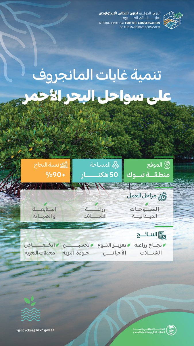 ncvcksa's tweet image. تنمية غابات المانجروف في منطقة تبوك.. #مشروع_أخضر يُسهم في تعزيز الغطاء النباتي وتحقيق الاستدامة البيئية.