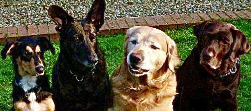 #NationalDogPhotographyDay here’s a few favourites <a href="/PPupski/">Princess Pupski 🌈</a> <a href="/dogie_the/">LogiePegLegDogie</a>