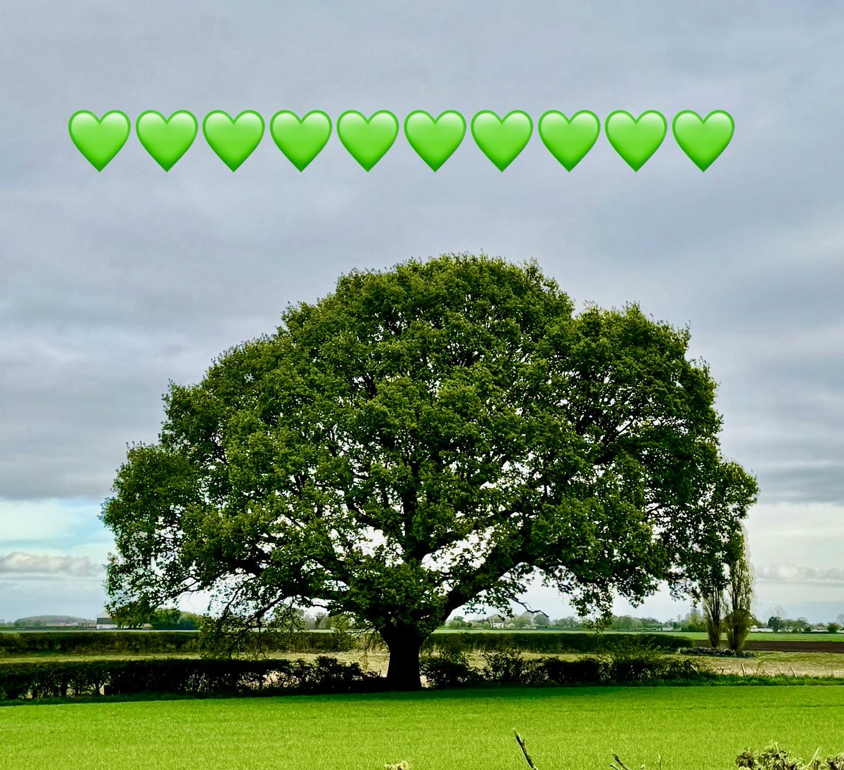 ChristiGabbitas's tweet image. 🌳 🏃🏼♀️Had a fabulous run this morning and snapped a pic of my favorite tree! Shoutout to #TreeClub for the inspiration! 💚
A huge thank you to everyone who's supported my 4th London Marathon for @NSPCC Childline. 🙏 I'm gearing up for the #Southport 10k on August 3rd! If you'd…