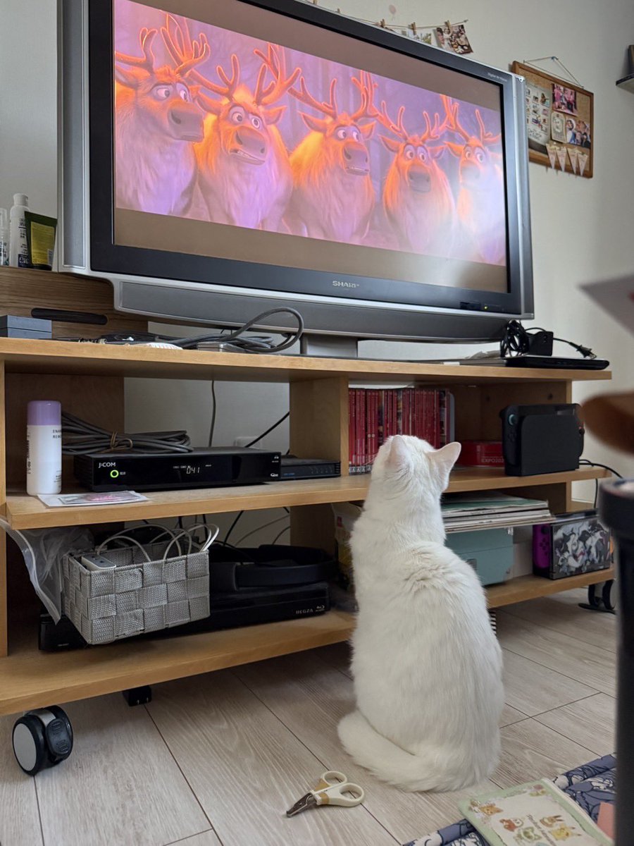 4ROSUKE's tweet image. アナ雪2ガン見猫