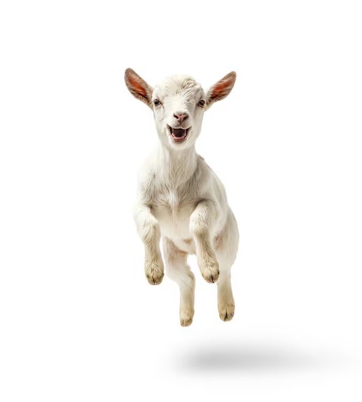 chihirokuna's tweet image. call him THE GOAT