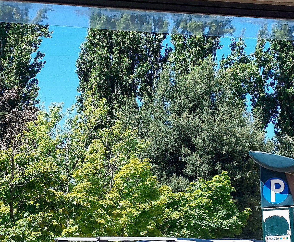 conchisu_ba's tweet image. Contrastes de colores #LEONESP