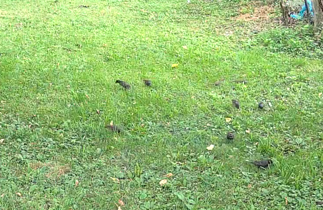 RevelationFinal's tweet image. gm 
have a blurry birb picture from my yard