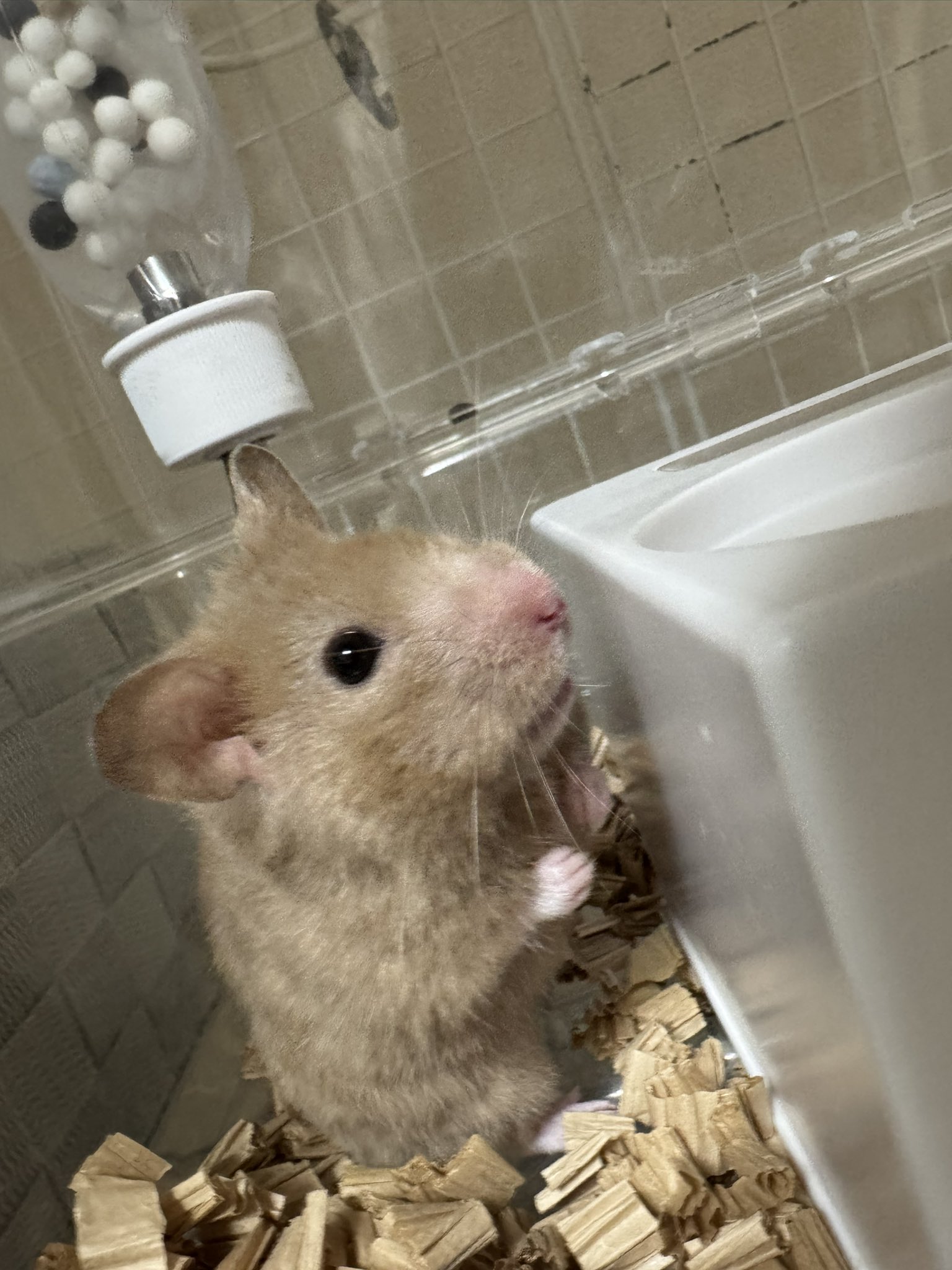 あられ🐭🐁🐹🐀🐁🎧🎾 on X: 